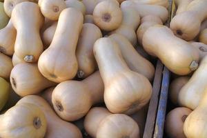 zucca varietà butternut schiacciare beige biologico agricoltura raccogliere ringraziamento foto