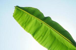 verde Banana le foglie su isolato chiaro blu cielo background.closeu foto