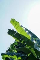 verde Banana le foglie su isolato chiaro blu cielo sfondo.chiudi su foto