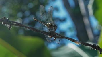 libellula appollaiato, vicino su. azione foto