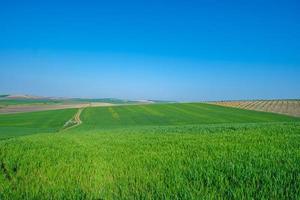 campo seminato verde con cielo blu foto