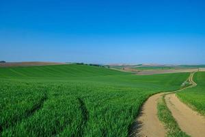 campo seminato verde con cielo blu foto