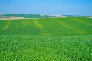 campo seminato verde con cielo blu foto