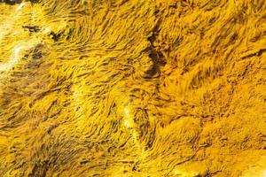 piante sottomarine gialle foto