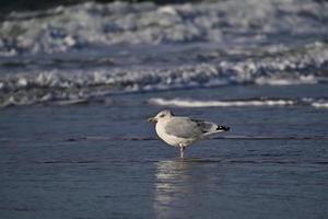 gabbiano si siede nel superficiale acqua di il mare foto