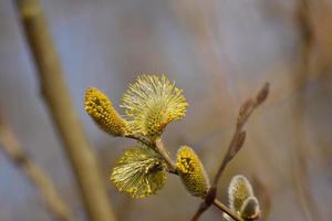 fioritura Salix salicacee contro un' sfocato sfondo foto