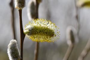 fioritura salice Salix salicacee contro un' sfocato sfondo foto