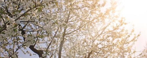 bellissimo ramo di albero in fiore in primavera. foto