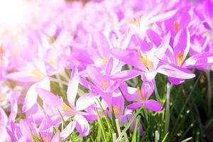 fiori di croco viola in fiore in una messa a fuoco morbida in una soleggiata giornata primaverile foto