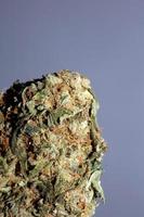 medico marijuana fiore super mini cuffie ricreativo ganja vicino su botanico azione fotografie grande dimensione alto qualità canapa sativa famiglia cannabaceae