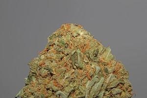 medico marijuana fiore super mini cuffie ricreativo ganja vicino su botanico azione fotografie grande dimensione alto qualità canapa sativa famiglia cannabaceae