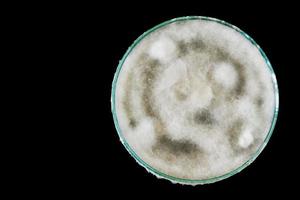 macro di fungo su petri piatto isolato su nero sfondo foto