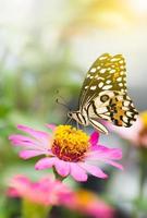 farfalla monarca su un fiore. foto