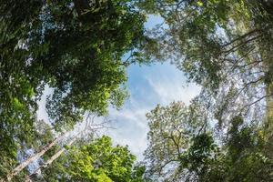 baldacchino albero di misto deciduo foresta nel Tailandia. foto