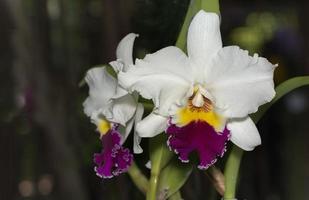 bianca cattleya orchidea fiore foto