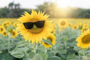 carino girasole indossare occhiali da sole foto