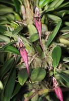 rosso bulbophyllum fiore orchidea. foto