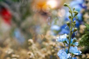 avvicinamento e Ritaglia poco blu fiore su sfocato sfondo. foto