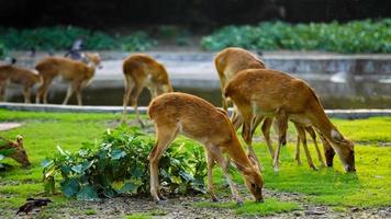 cervo mangiare erba insieme nel mandria foto