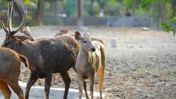 sambhar cervo gregge insieme nel il parco foto