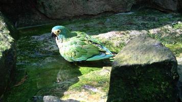 verde pappagallo amazona farinosa. verde pappagallo con giallo piume. foto
