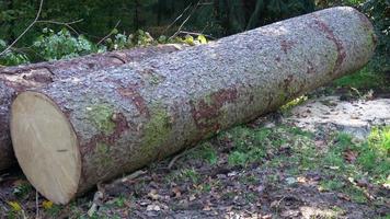 Due abbattuto albero tronchi dire bugie su il foresta terra foto