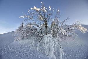 bellissimo inverno albero e rami coperto con neve. foto