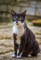 nero e bianca gatto seduta in posizione verticale nel giardino, con sfocato sfondo. foto