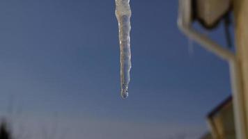 primavera gocce cascate giù a partire dal lungo cristallo fusione ghiaccioli sospeso giù prima chiaro blu cielo su luminosa soleggiato scongelare giorno. il concetto di il inizio di molla, il fine di inverno, scongelare. foto