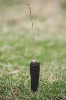 un' riga di piantine nel nero plastica contenitori con uno di loro essere piantato nel il terra. un' piccolo albero è essere piantato nel un' mucchio di suolo. foto