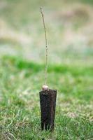 un' riga di piantine nel nero plastica contenitori con uno di loro essere piantato nel il terra. un' piccolo albero è essere piantato nel un' mucchio di suolo. foto