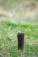 un' riga di piantine nel nero plastica contenitori con uno di loro essere piantato nel il terra. un' piccolo albero è essere piantato nel un' mucchio di suolo. foto