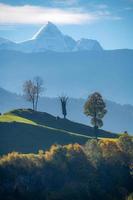 tre alberi in piedi su un' montagna nel il sfondo voi può vedere il neve coperto Alpi foto