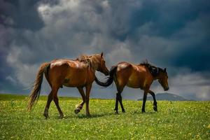 cavalli pascolo su il qiongkushitai prateria nel xinjiang foto