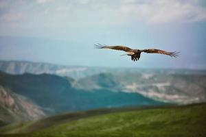 un aquila si libra al di sopra di il valle e alto nel il cielo foto