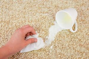 bicchiere di latte abbattere e rovesciato su pavimento. femmina mano pulisce tappeto con tovagliolo. foto