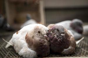 Due farinoso colore homing Piccione rilassante nel casa soffitta foto