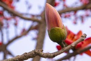 bombax mini cuffie di un' albero con fiori su un' sfondo di blu cielo foto