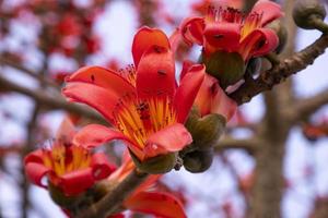 avvicinamento di bombax ceiba fiore fiorire con sfocato sfondo foto