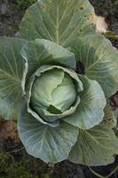 superiore Visualizza di verde cavolo nel il verdura giardino. selettivo messa a fuoco foto