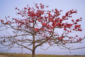 albero con rosso fiori su il sfondo di il mare e blu cielo foto