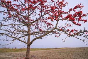 fiori di bombax ceiba albero su il blu cielo sfondo foto