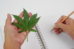 mano Tenere fresco canapa foglia o marijuana foglia e scrittura su taccuino con matita. ricerca, erba e medicina concetto. foto