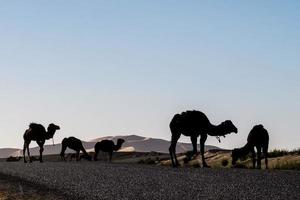 cammelli in marocco foto