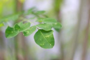 un' vicino su di il moringa albero pianta foto