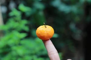 un' vicino su di mini agrume frutta posto su polpastrelli con alberi nel il sfondo. frutta foto concetto.