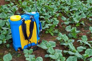 spruzzatura fertilizzante. pompato a mano spruzzatore, utilizzando pesticidi su il giardino. spruzzatura di verdura trame foto