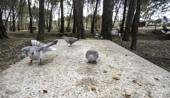 piccioni mangiare nel il foresta foto