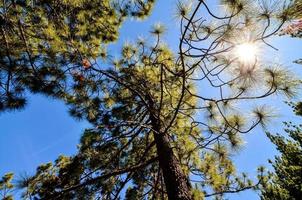 alberi nella foresta foto