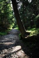 sentiero nel bosco scuro foto